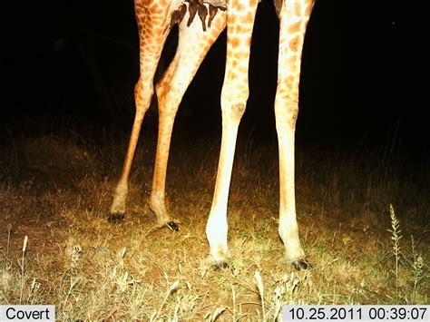 The Giraffe and the Oxpecker | Snapshot Serengeti