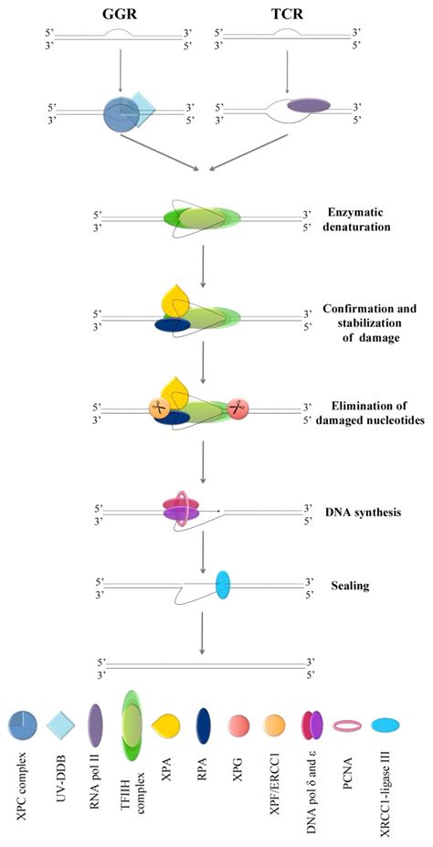 Model For Nucleotide Excision Repair Pathway Including Both