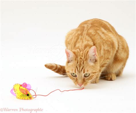 Ginger cat playing with a mouse toy photo WP31648