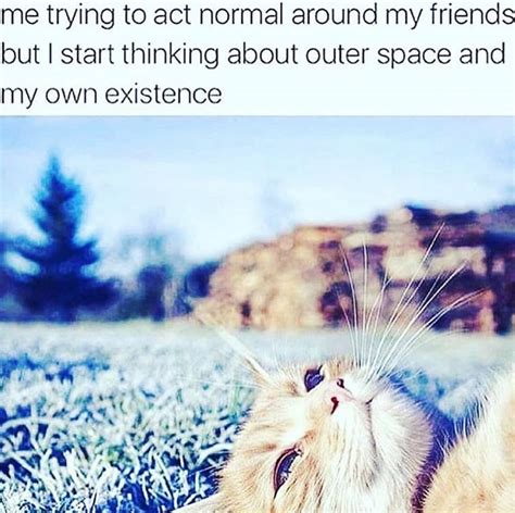 32 Cat Memes To Ensure You Have A Fabulous Caturday I Can Has