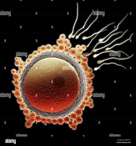 Fertilization Between Egg Sperm Hi Res Stock Photography And Images Alamy