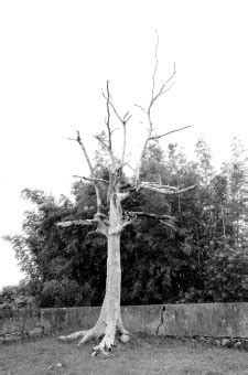 Fotos Gratis Rbol Rama En Blanco Y Negro Planta Flor El