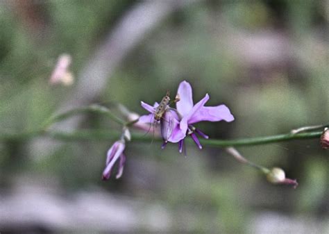 South Australian Plants Asparagaceae