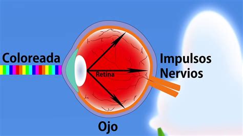 Percepci N Del Color A Trav S Del Ojo Youtube