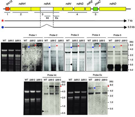 Northern Blot Analysis Of The Ndha Containing Gene Cluster Total Rna