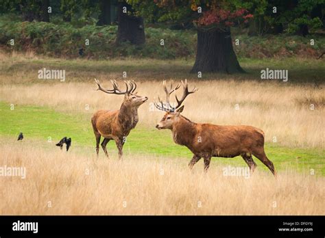 Paarung Hirsch Fotos Und Bildmaterial In Hoher Aufl Sung Alamy