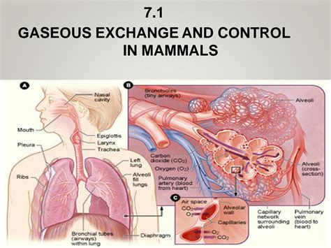 Solution Topic Gaseous Exchange Studypool