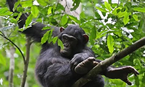chimpanzee habitat    adaptsurvive  africa