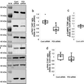 Effects Of PDI Knockdown On PKC CaMKII And PKA Phosphorylations In The