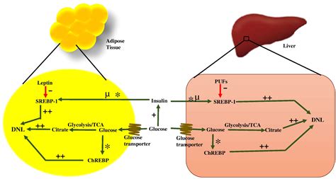 De Novo Lipogenesis In Health And Disease Metabolism Clinical And