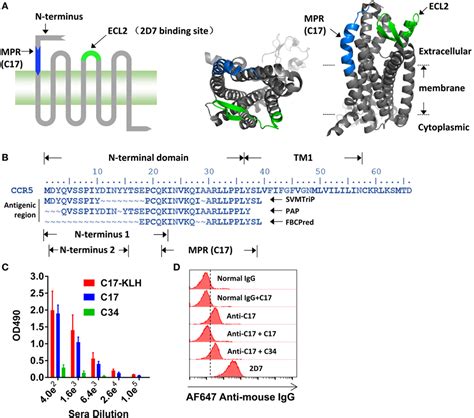 Frontiers The Membrane Proximal Region Of C C Chemokine Receptor Type