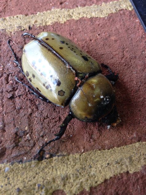 Eastern Hercules Beetle Largest Beetle In The United States