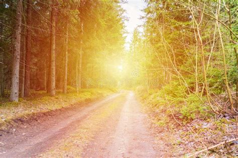 Spring Forest Road Sunlight View Road In Autumnspringsummer Forest