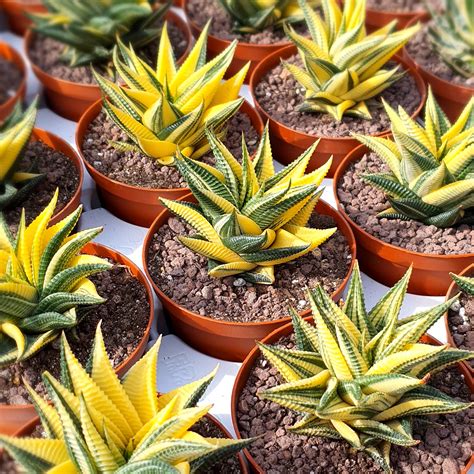 HAWORTHIA LIMIFOLIA VARIEGATA