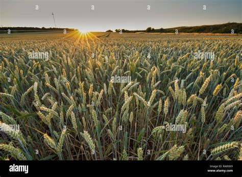 grain field at sunset light Stock Photo - Alamy