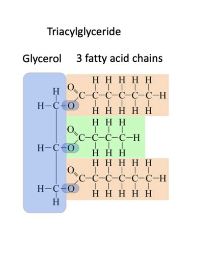 Lipid Lowering Drugs Flashcards Quizlet