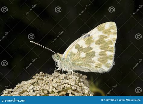 Les Cardamines Oranges Danthocharis De Papillon Dastuce Photo Stock