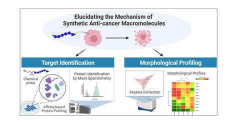 Chemical Proteomics And Morphological Profiling Revealing MYDGF As A