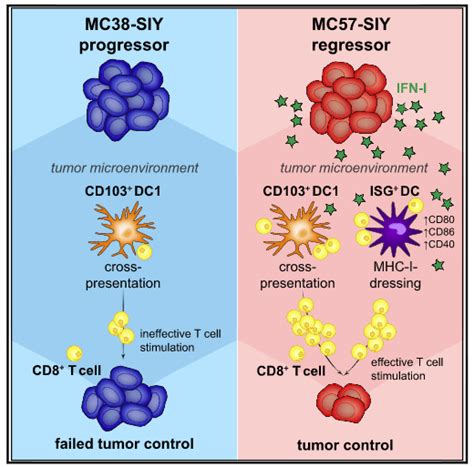 Promotion Of Protective Anti Tumour Cd T Cell Immunity A New