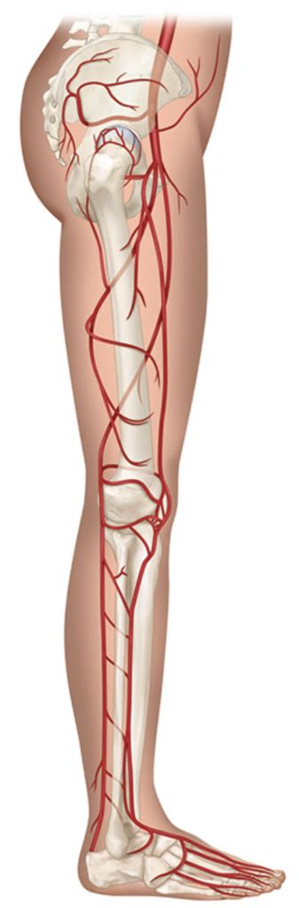 Pelvis Lower Extremities Arteries Diagram Quizlet