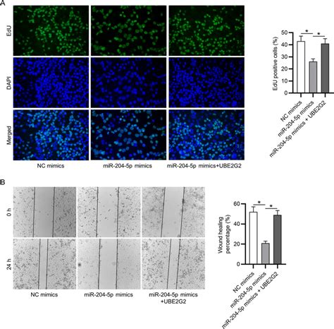 Mir P Inhibits The Proliferation And Migration Of Human Vsmcs By