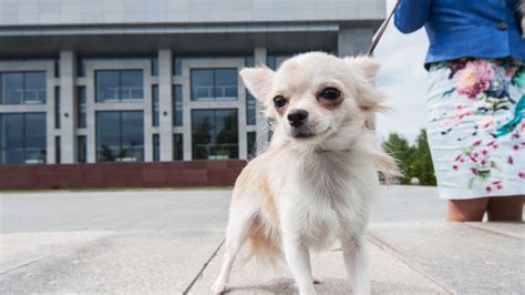 Dortmund Chihuahua von Smart überfahren Hund stirbt kurz darauf