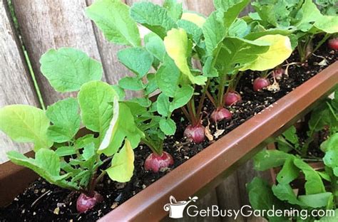 Growing Radishes The Complete How To Guide