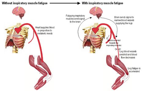 Muscle Fatigue - The Muscular System