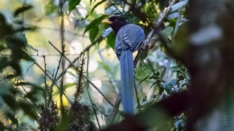 Yellow Billed Blue Magpie Birds Of Nepal