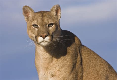 Big Cat Network, Eastern cougar may soon be declared extinct Photo...