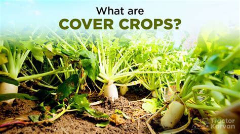 What Is Cover Crop Example Types Benefits In India