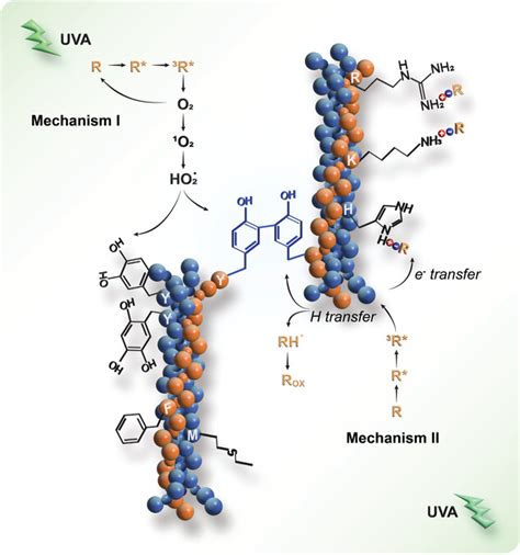 Deciphering Uva Riboflavin Collagen Crosslinking A Pathway To Improve