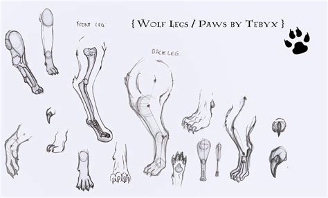 Wolf Anatomy Legs And Paws By Tebyx On Deviantart