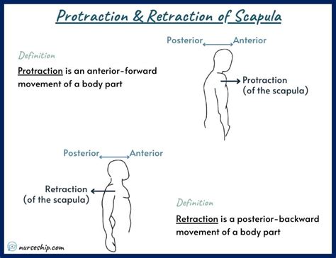 Protraction Vs Retraction Anatomy