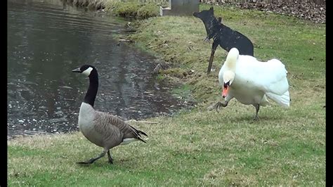 Mute Swan Chases Off Visiting Canada Geese Youtube