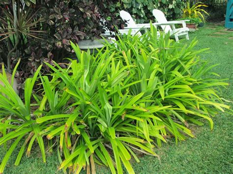 Planting Pandan Plants In The Yard Water Garden Plants Outdoor