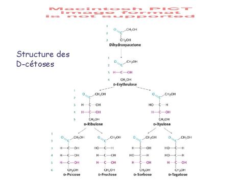 Chapitre 11 Sucres Et Polysaccharides 1 Les Monosaccharides