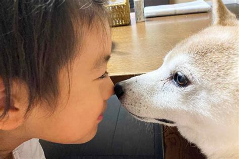 小2の自由研究が絵本に。16歳の愛犬チャコと暮らす犬好き家族の、当たり前の日常ワンクォール