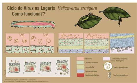 Bioinseticidas No Manejo De Lagartas Revista Cultivar