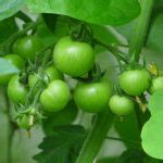 Raised Bed Tomato Diary Of A Brussels Kitchen Garden