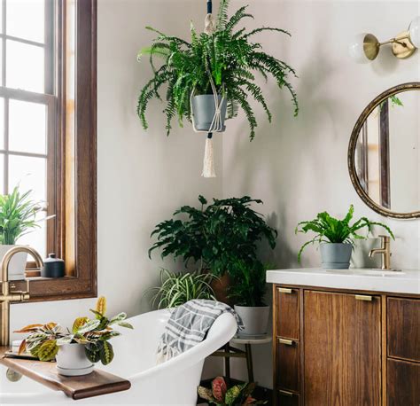 Best Plants For The Bathroom Bloomscape Your Space Bloomscape