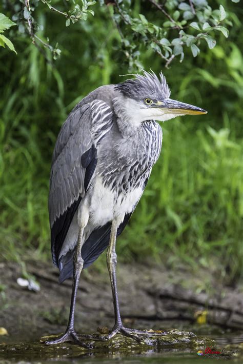 Héron cendré Ardea cinerea Linnaeus Combot Olivier Flickr