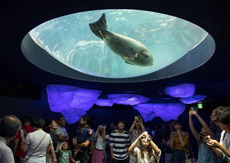 People Watching Harbor Seals In Kaiyukan Aquarium Kansai Region Osaka