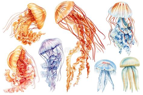 Watercolor Set Underwater Jellyfish Stock Illustrations