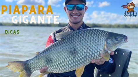 Pescaria de Piapara Gigante Rio Paraná Porto Figueira Camargo YouTube