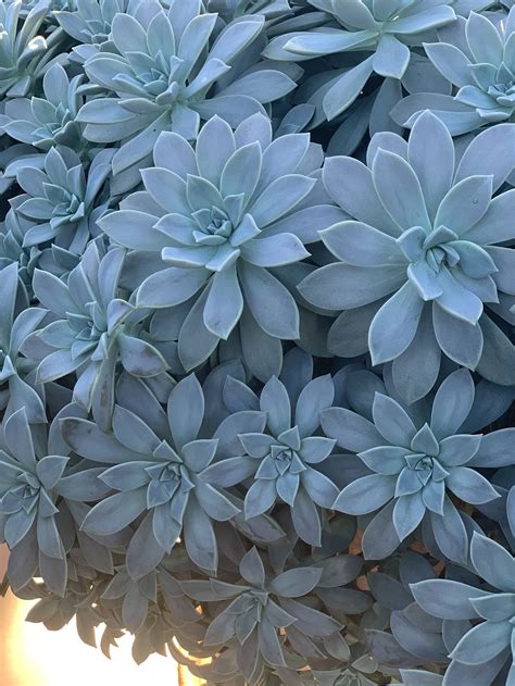 Plant Of The Month Archive Graptopetalum Paraguayense Our Infinite