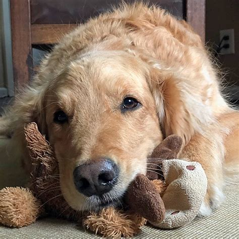 National Golden Retriever Day 2023 — Golden Retriever Rescue Of Michigan