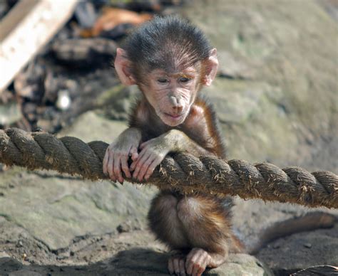 Baboon-Guinea