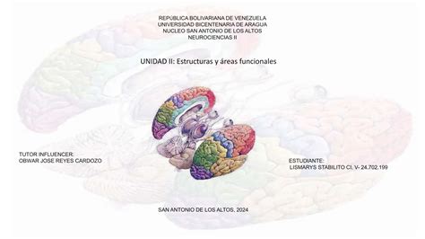 Neurociencias Ii Las Estructuras Y Reas Funcionales Del