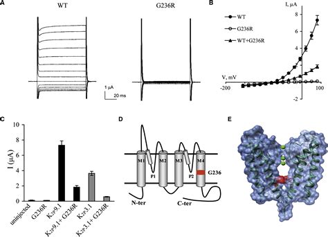 Maternally Inherited Birk Barel Mental Retardation Dysmorphism Syndrome